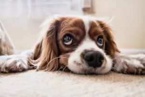 Geburtstagskarte mit Hund online kaufen